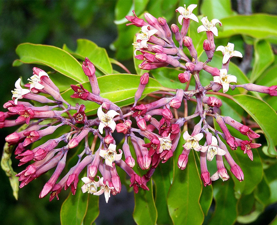 Amyris Essential Oil