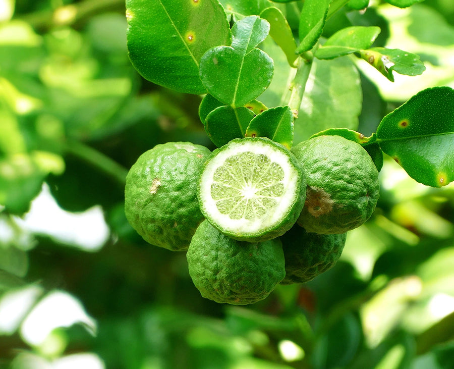 Bergamot Essential Oil