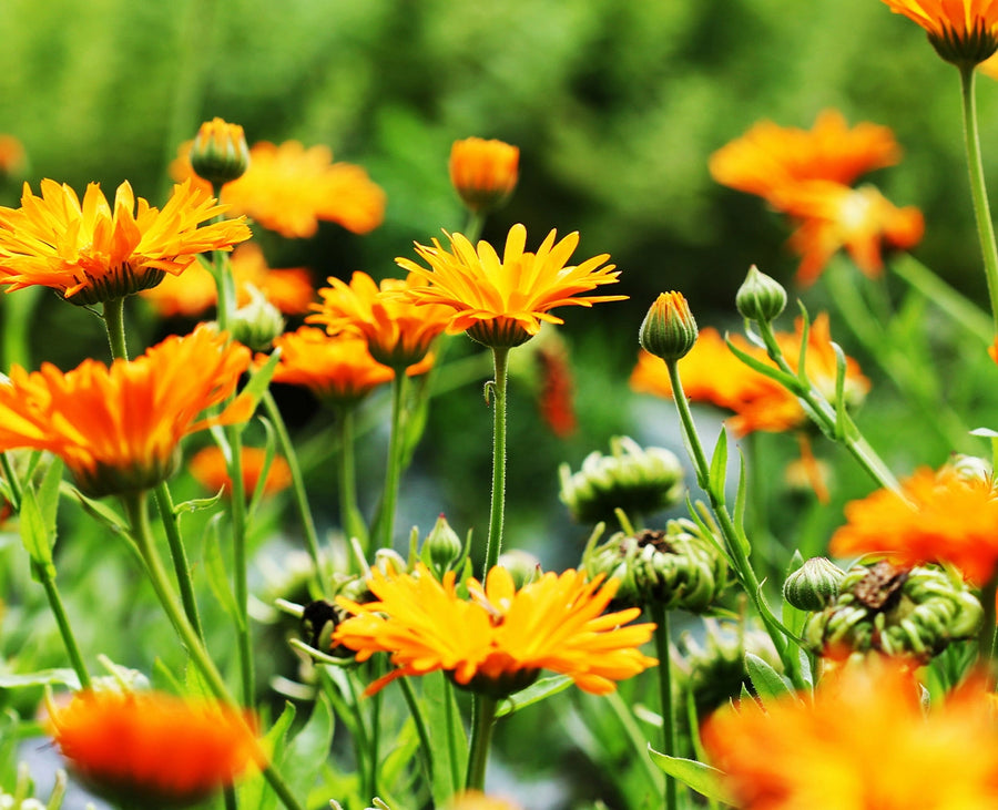 Calendula Petals