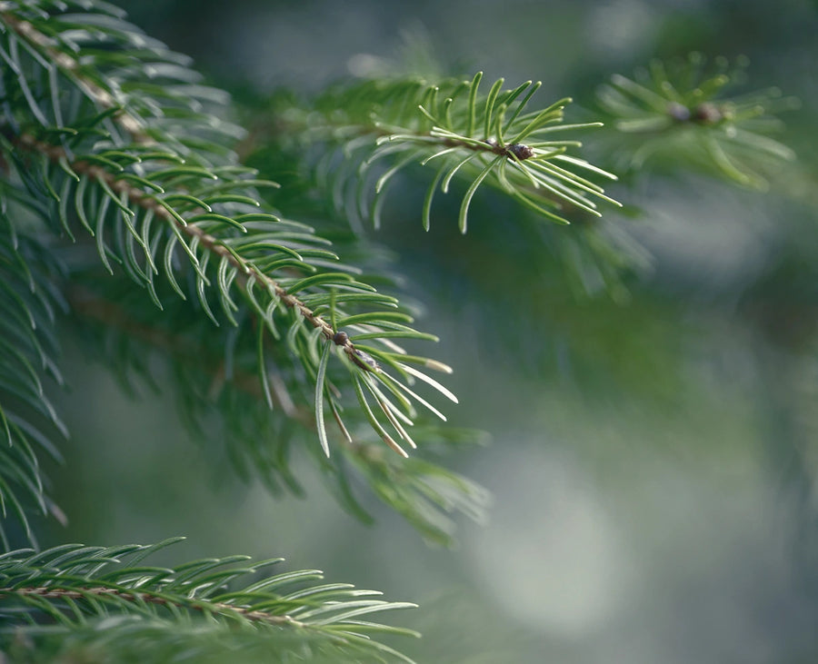 Cedarwood Essential Oil