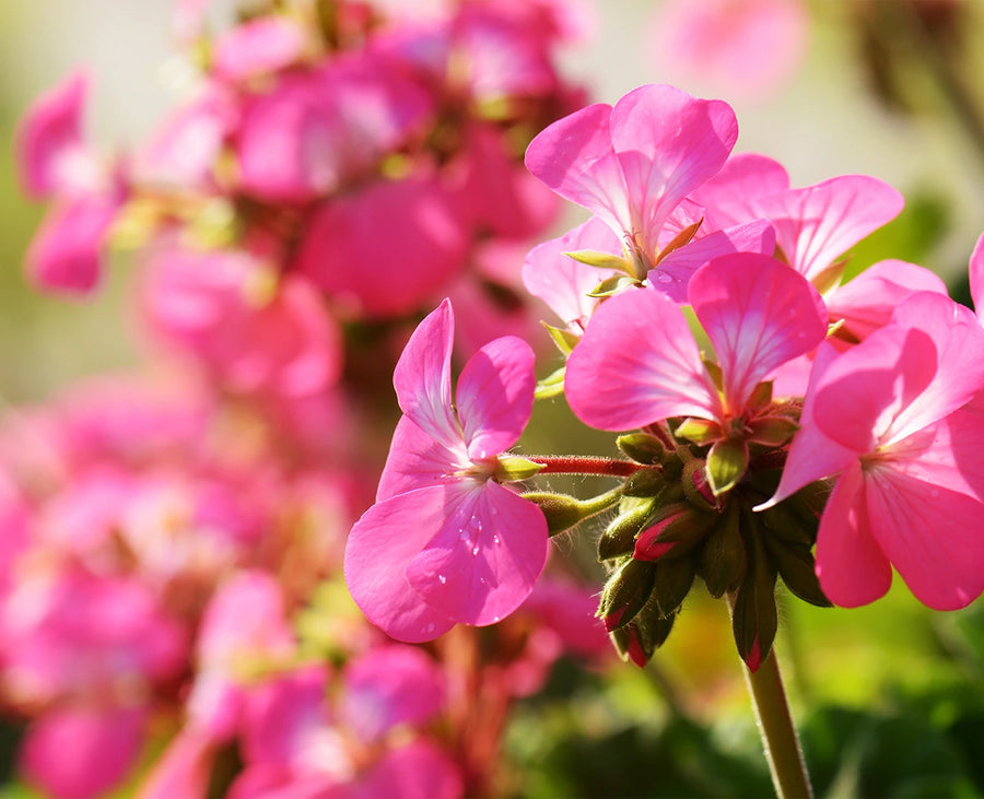 Geranium Essential Oil