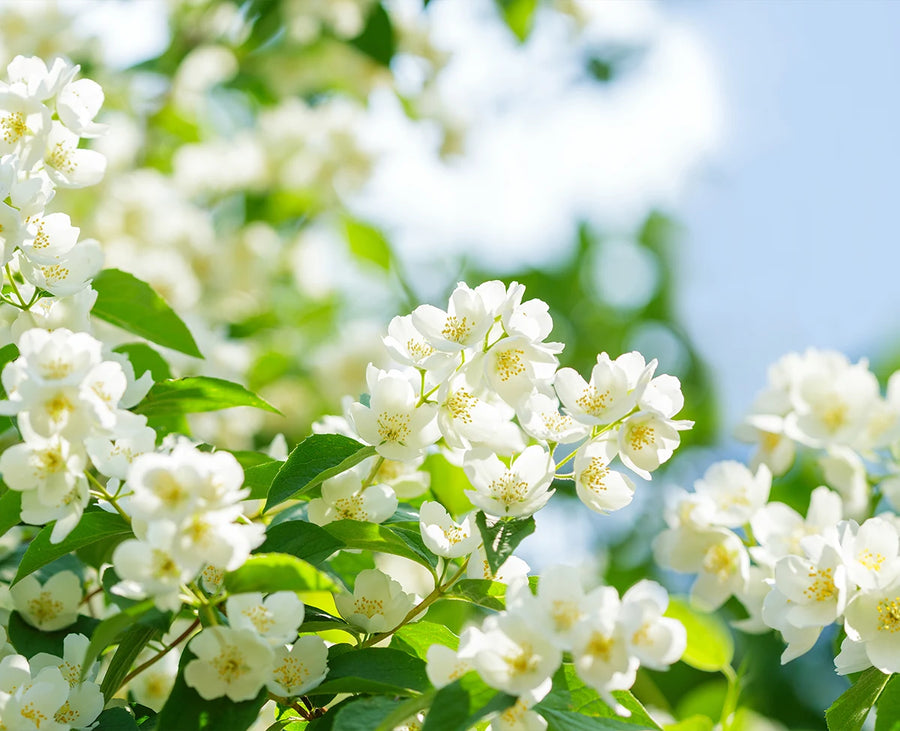 Jasmine Essential Oil