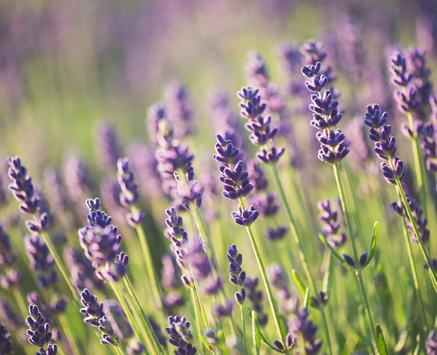 Lavender Essential Oil