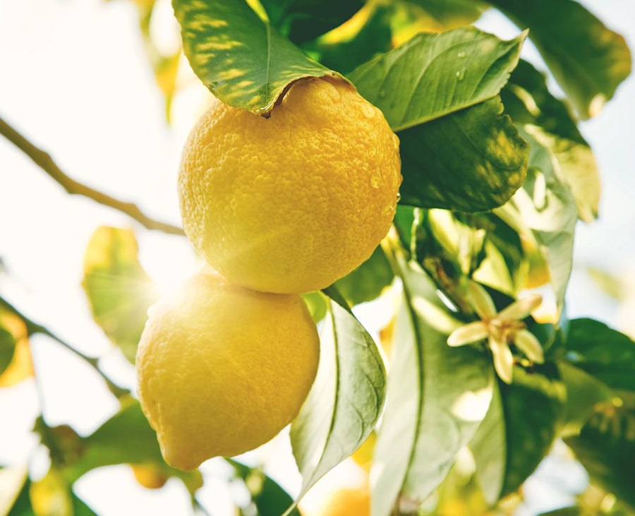 Lemon Essential Oil