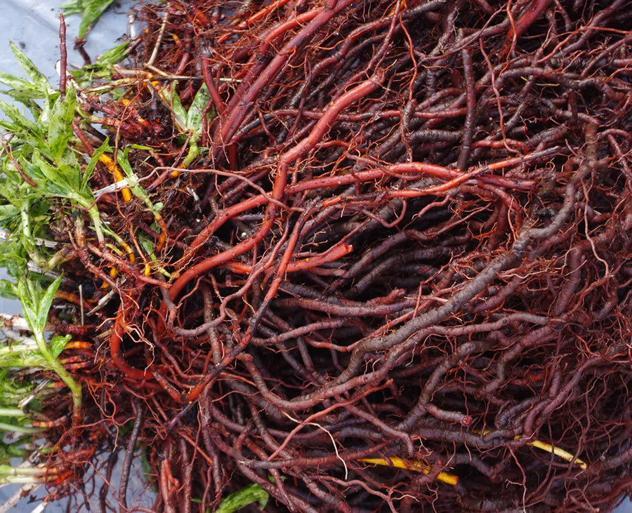Madder Root Powder