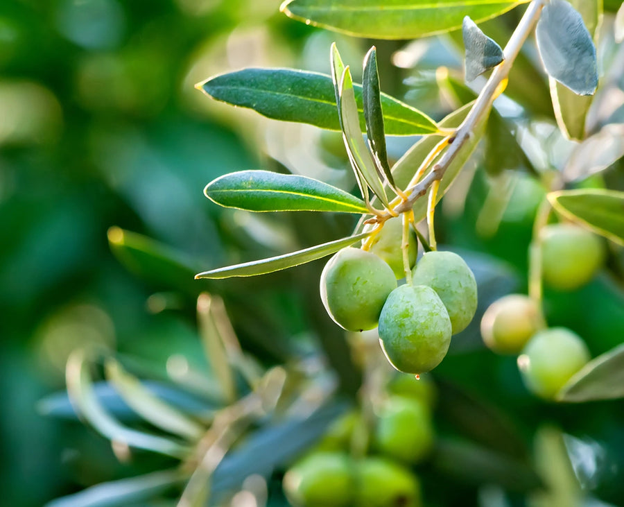 Olive Oil Pomace