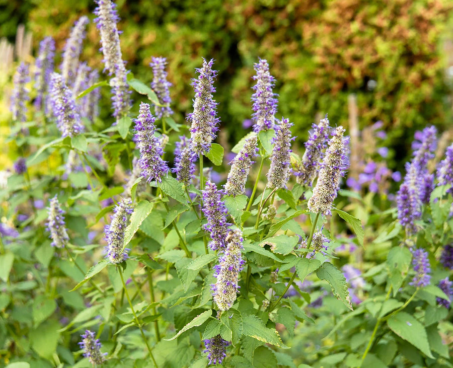 Patchouli Essential Oil
