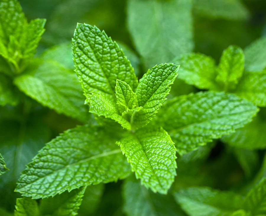 Peppermint