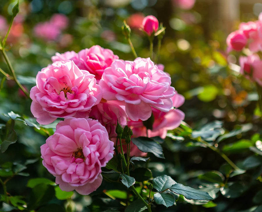 Rose Petals