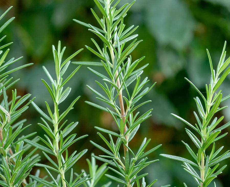 Rosemary Essential Oil