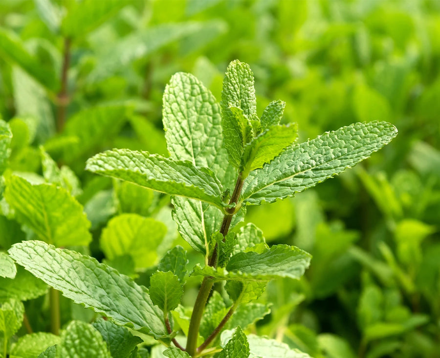 Spearmint Essential Oil