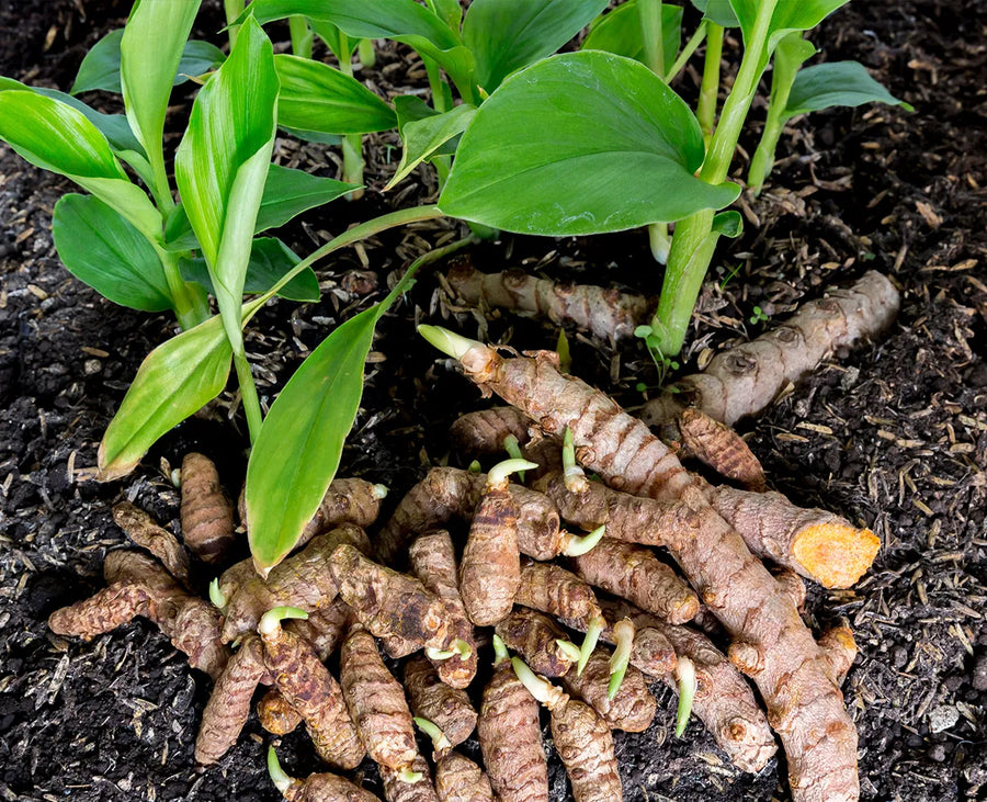 Turmeric Powder