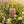 Wildflowers