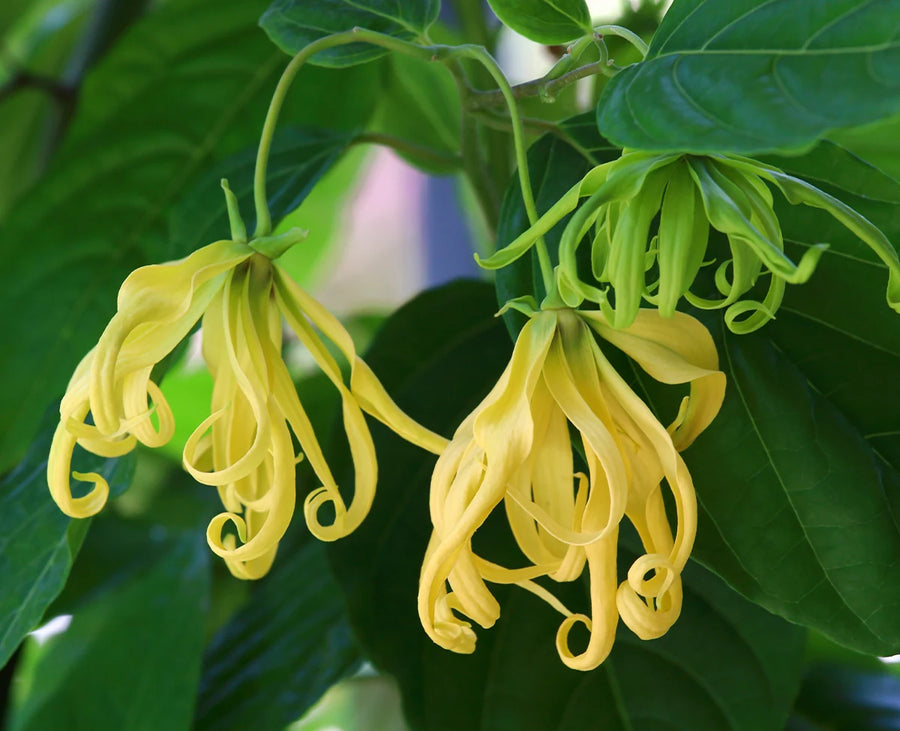 Ylang Ylang Essential Oil